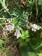 Image of California larkspur