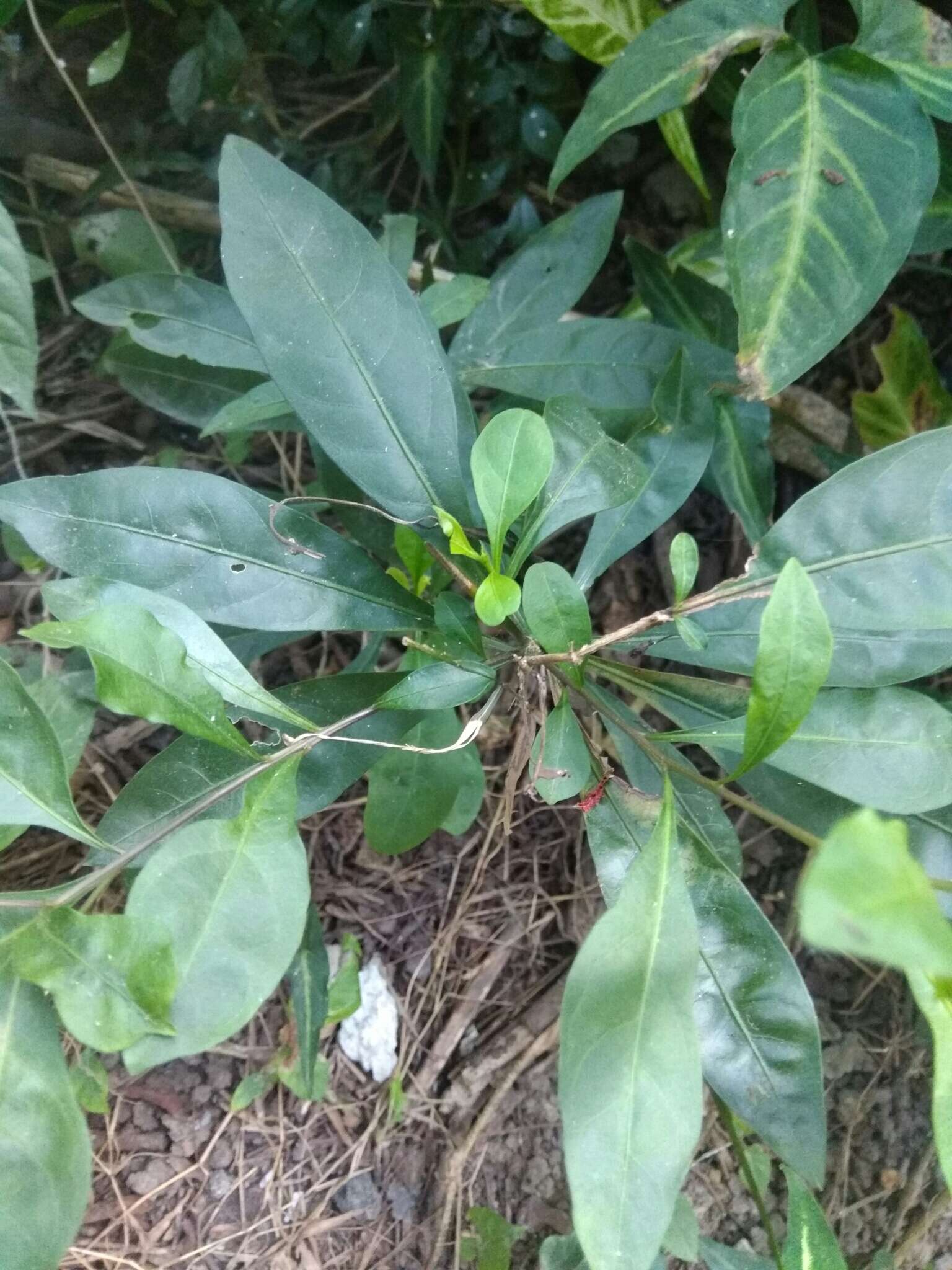 Слика од Solanum diphyllum L.