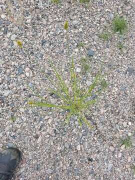 Image of lesser brown sedge