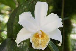 Image of Sobralia chrysostoma Dressler