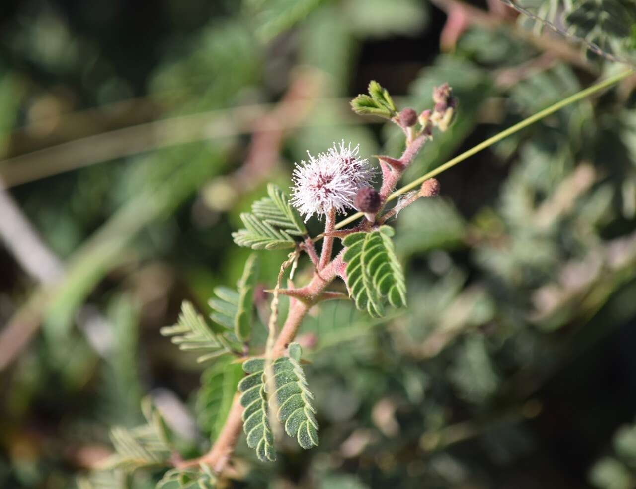 Image of <i>Mimosa tricephala</i> var. <i>xanti</i> (A. Gray) Chehaibar & R. Grether