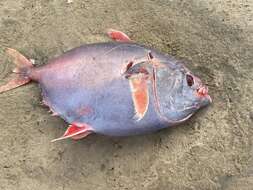 Image of Opah