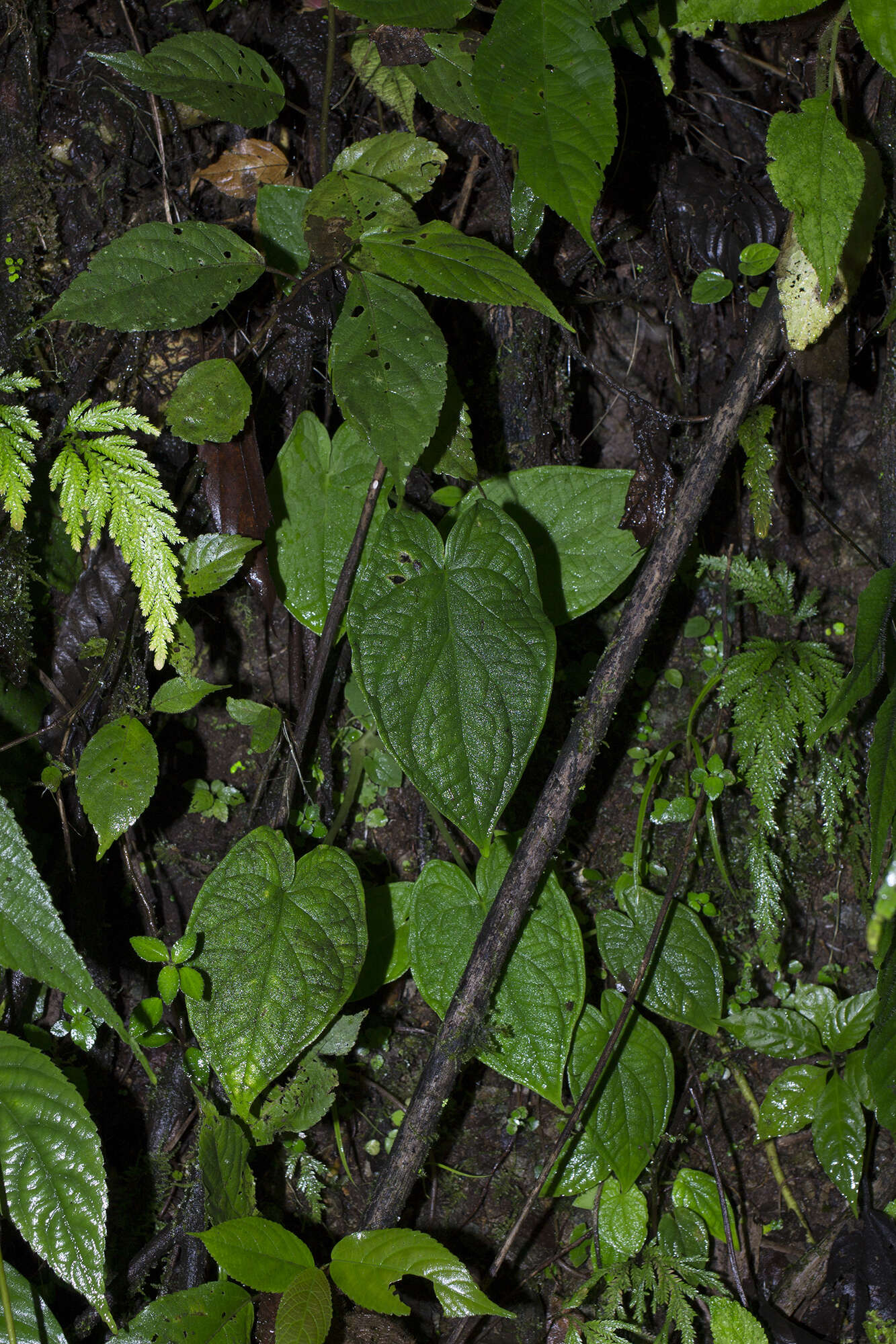 Image of Xanthosoma piquambiense