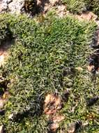 Image of orthotrichum moss