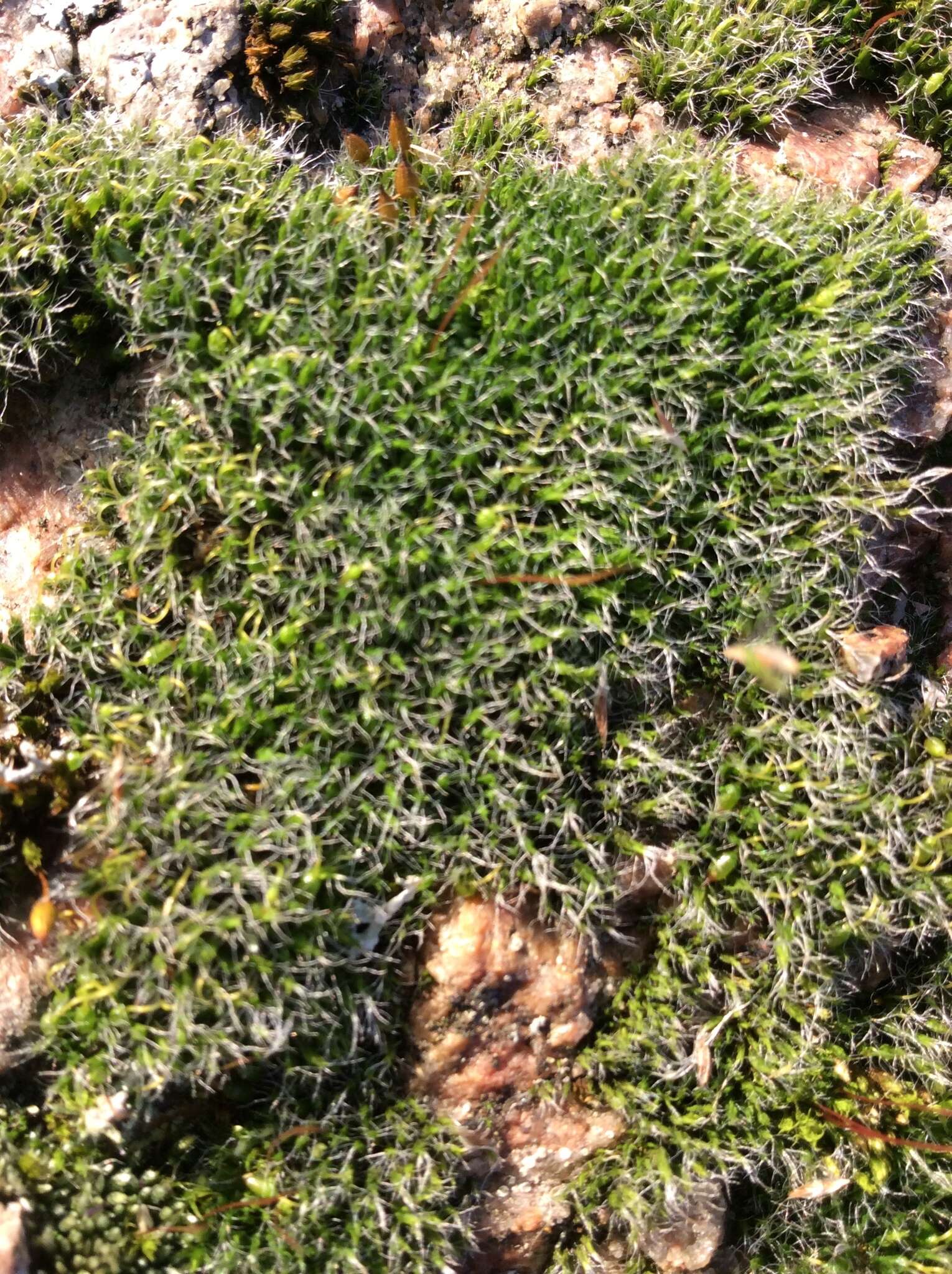 Image of orthotrichum moss