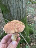 Image of Rubinoboletus