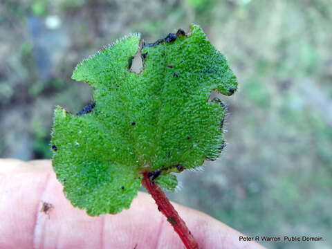 Слика од Begonia geranioides Hook. fil.