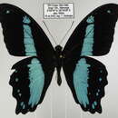 Image of Papilio sosia Rothschild & Jordan 1903