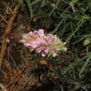 Plancia ëd Onobrychis ebenoides Boiss. & Spruner
