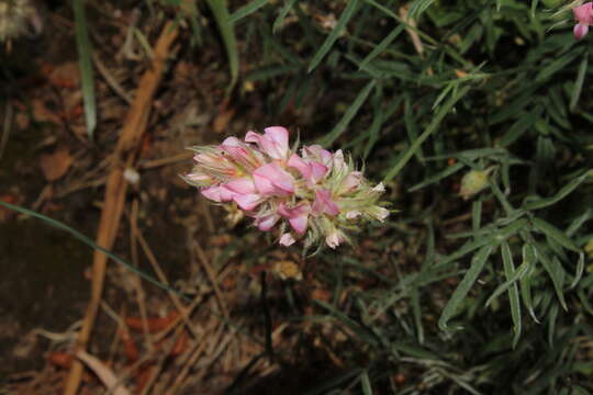 Image de Onobrychis ebenoides Boiss. & Spruner