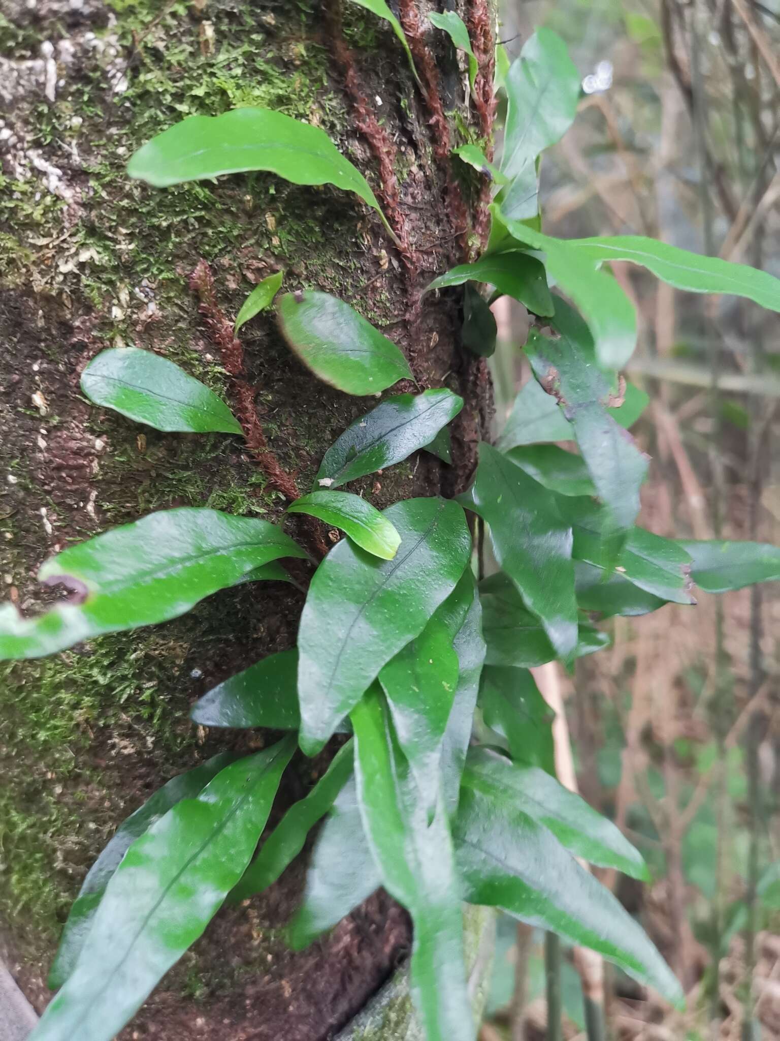 Lepidomicrosorium ningpoense的圖片