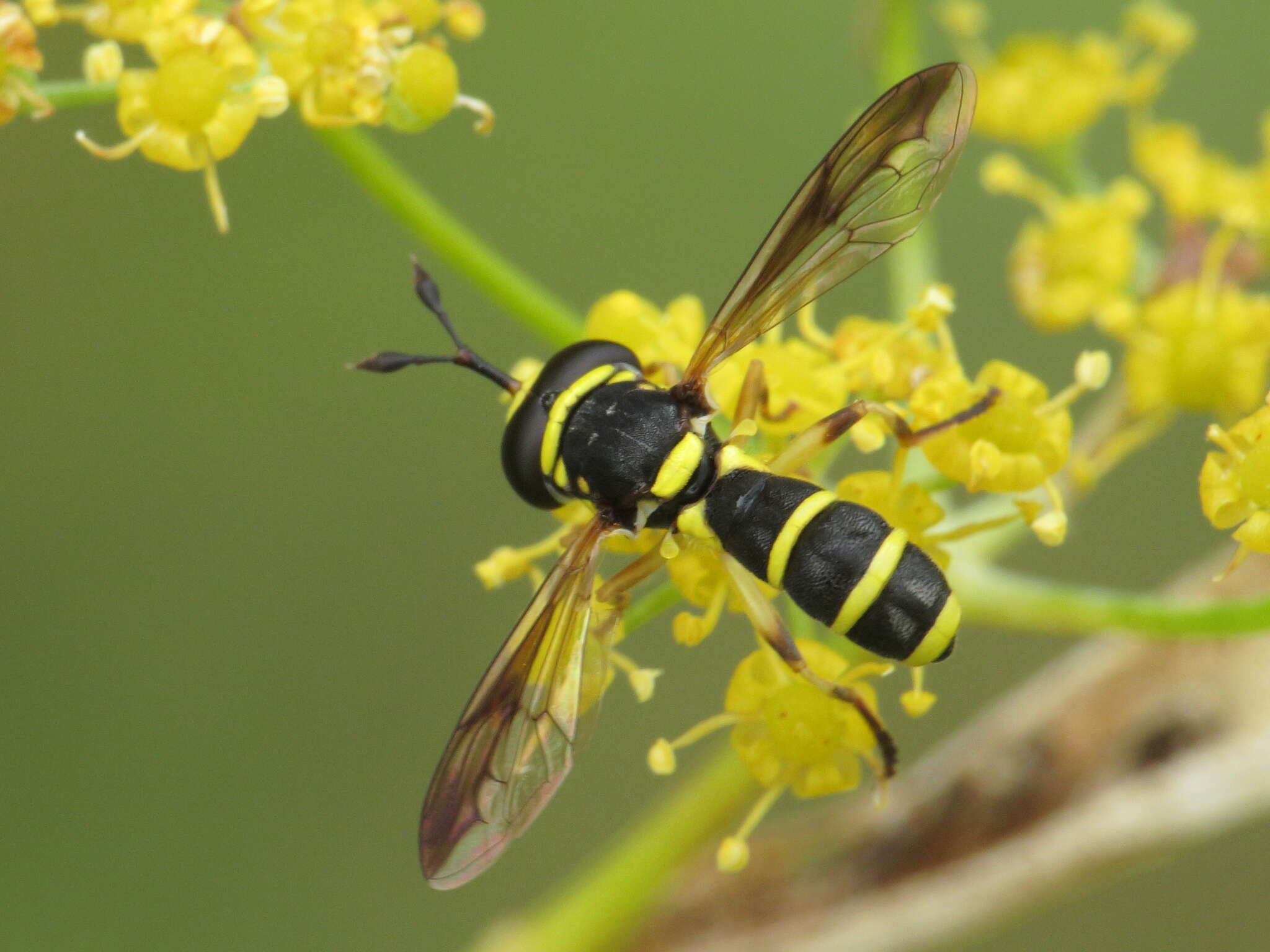 Image of Ceriana vespiformis (Latreille 1809)