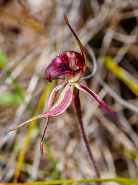 Image of Bats Ridges spider orchid