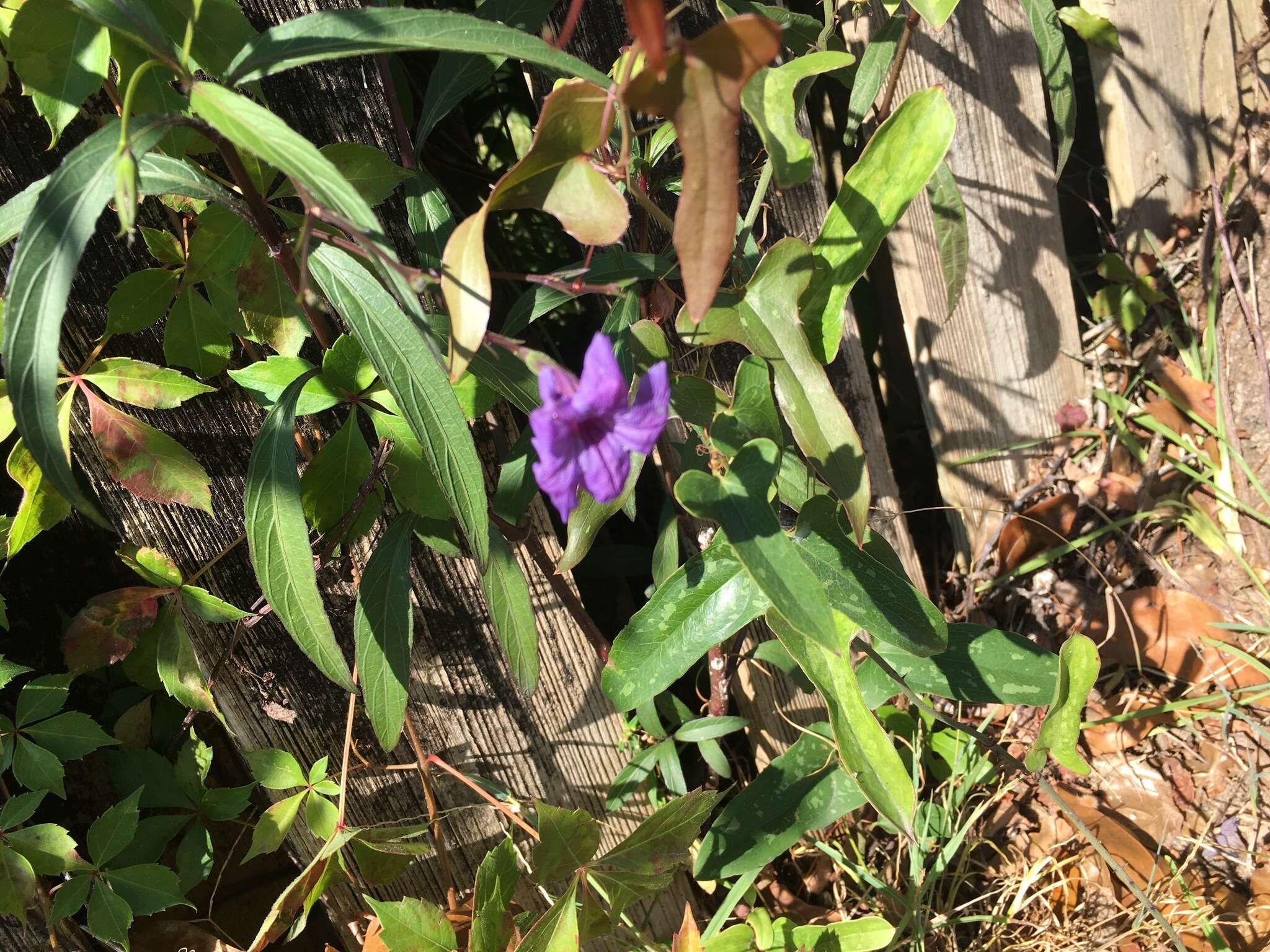 Image of Linear-Leaf Wild Petunia