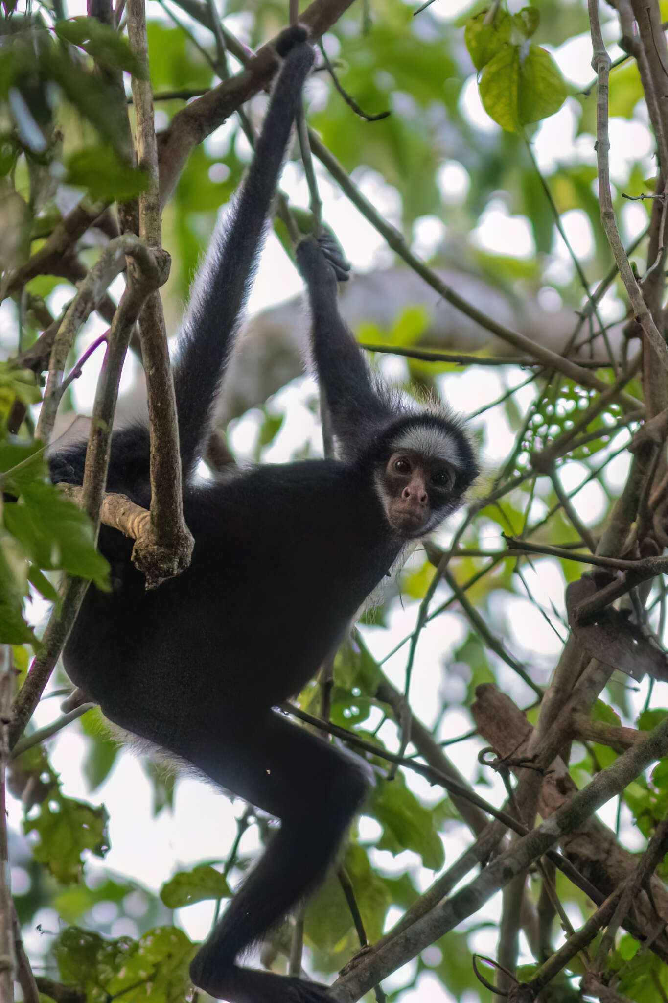 Image of White-cheeked Spider Monkey