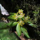 Image of Gastrochilus raraensis Fukuy.