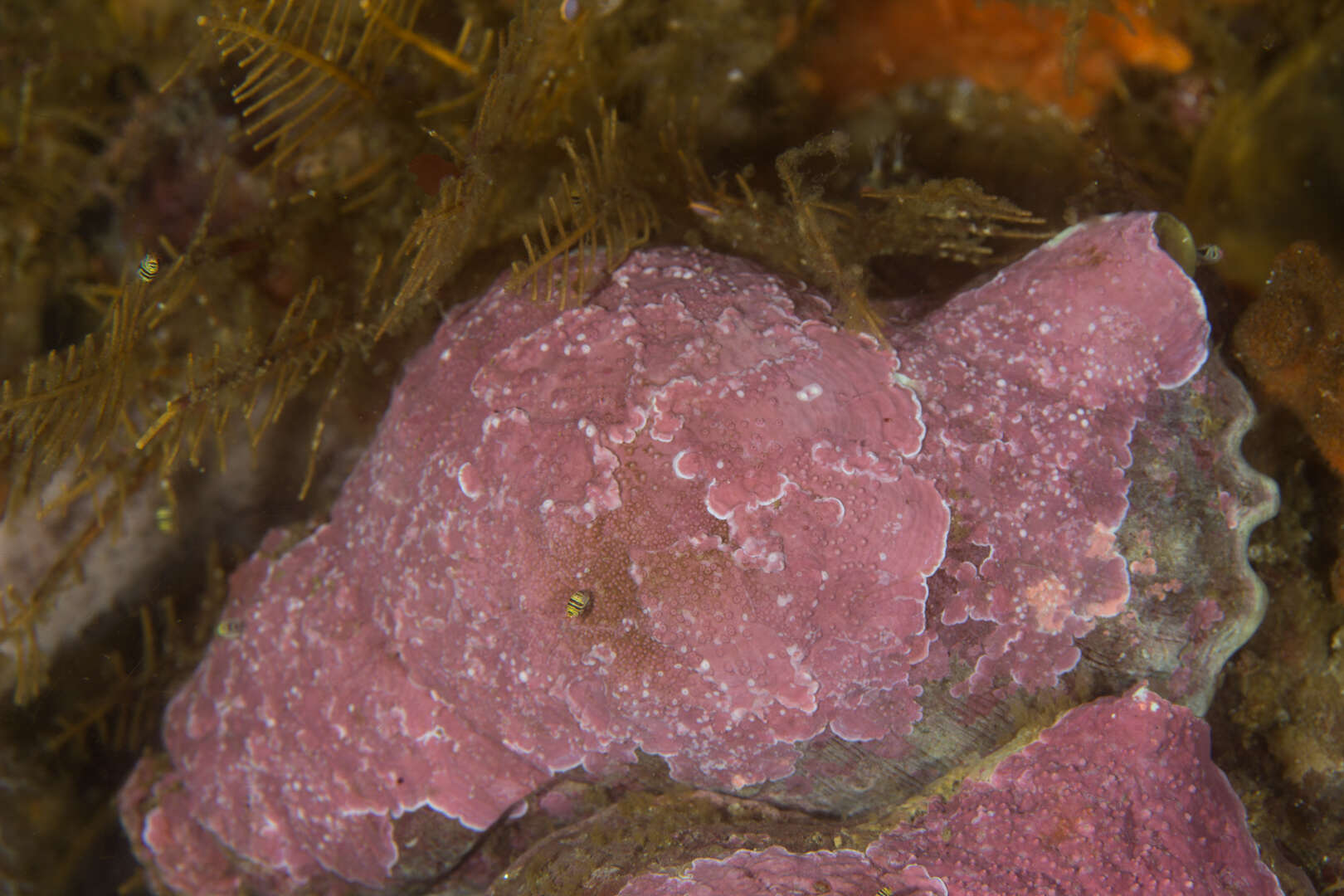 Image of Ranella gemmifera (Euthyme 1889)