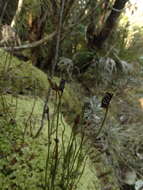 Image of Schizaea australis Gaud.