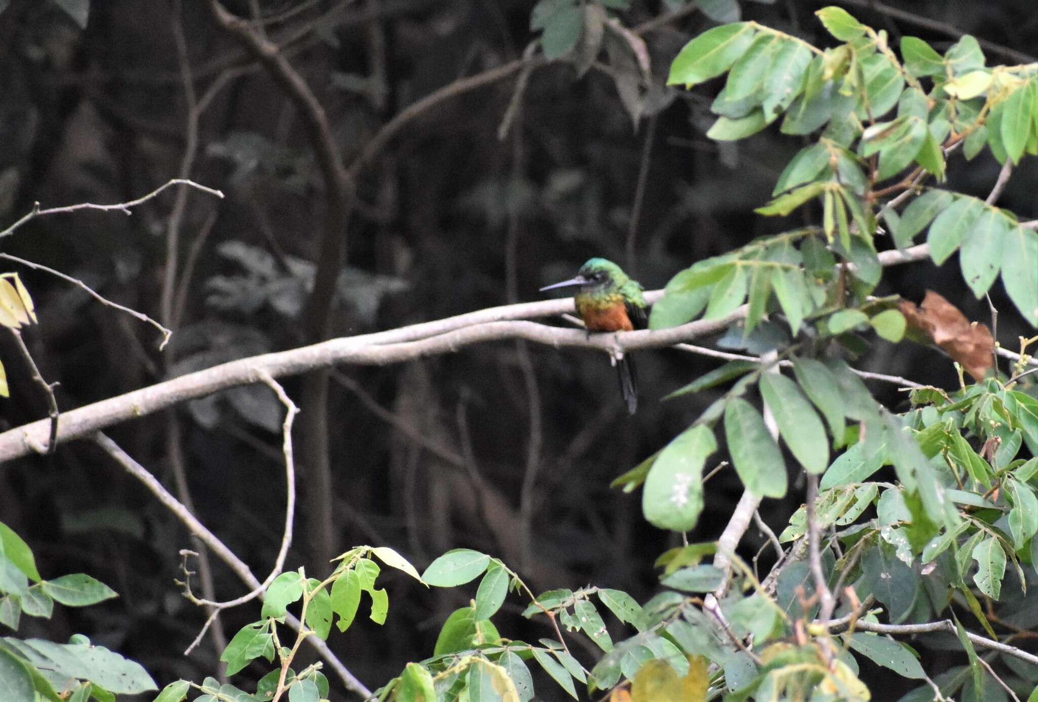 Image of Green-tailed Jacamar