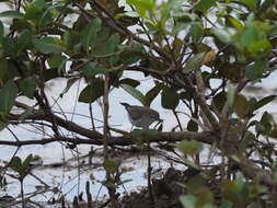 Image of Mangrove Gerygone