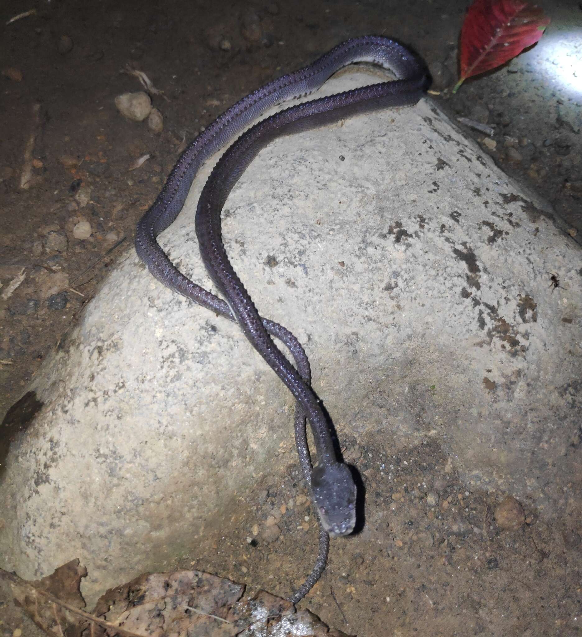 Image of Rough-backed Litter Snake