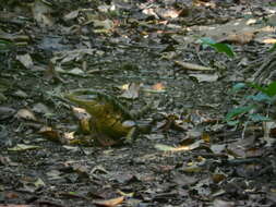 Image of Gold tegu