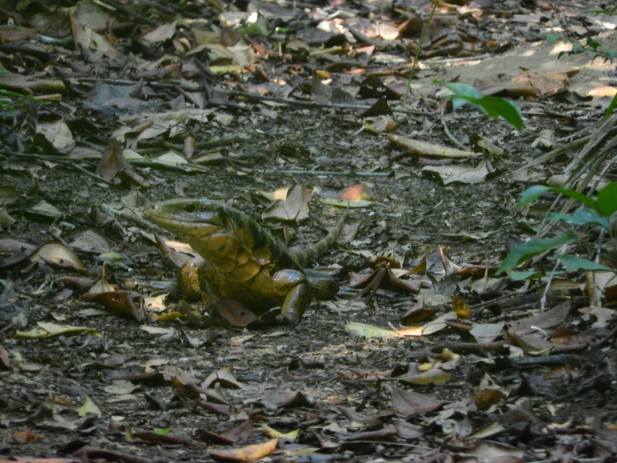 Image of Gold tegu