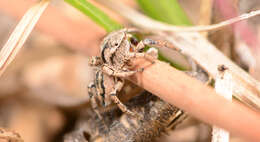 Image of Habronattus texanus (Chamberlin 1924)