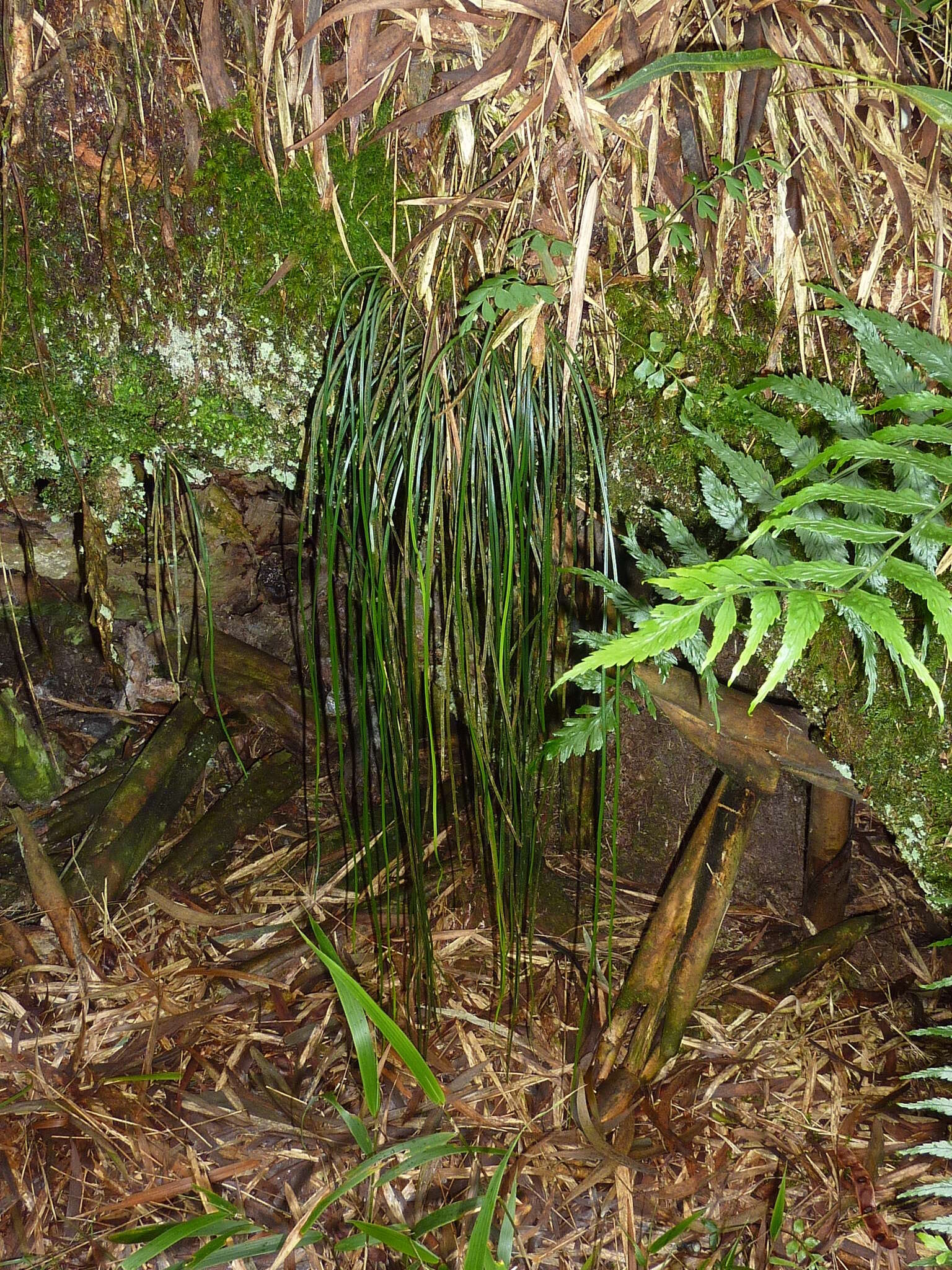 Image of Vittaria isoetifolia Bory