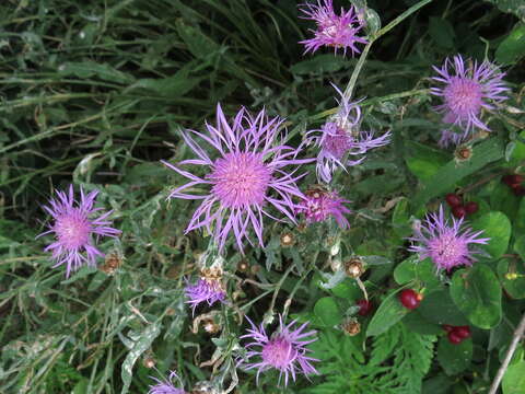 Image of spotted knapweed