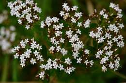 Stevia tomentosa Kunth resmi