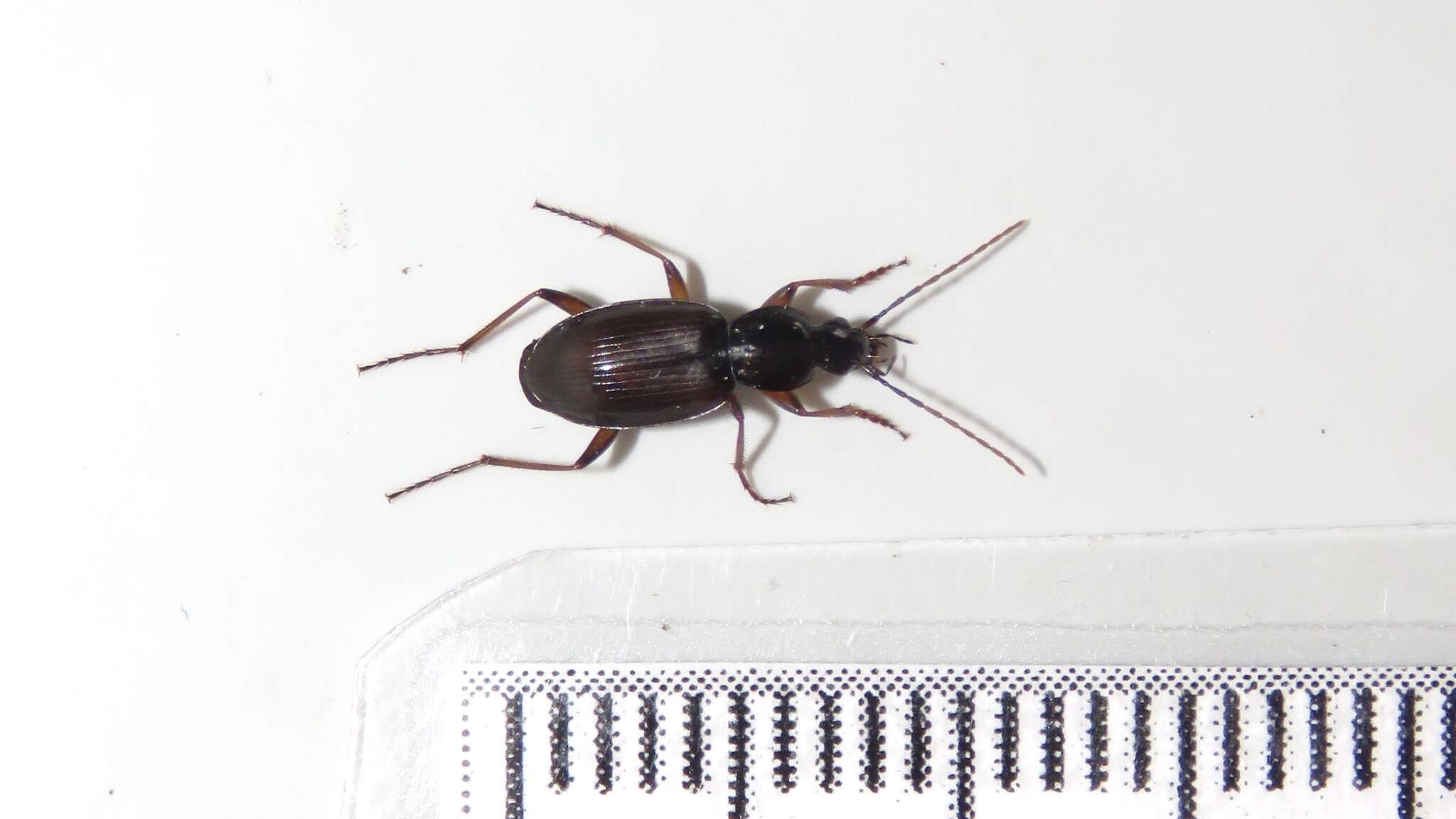 Image of Agonum (Europhilus) gratiosum (Mannerheim 1853)