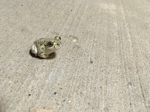 Image of Plains Spadefoot