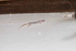 Image of San Lucan  Gecko