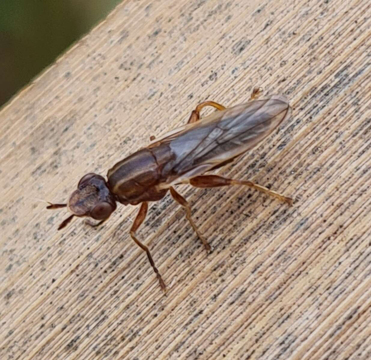 Image of Platycephala planifrons (Fabricius 1798)