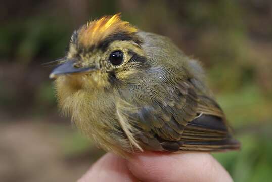 Platyrinchus coronatus Sclater & PL 1858的圖片