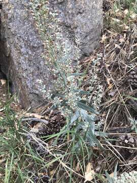 Image of white sagebrush