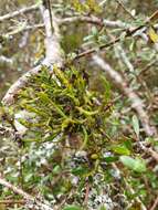 Image de Korthalsella lindsayi var. clavata (Kirk) Danser