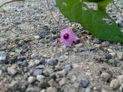 Image de Ipomoea triloba L.