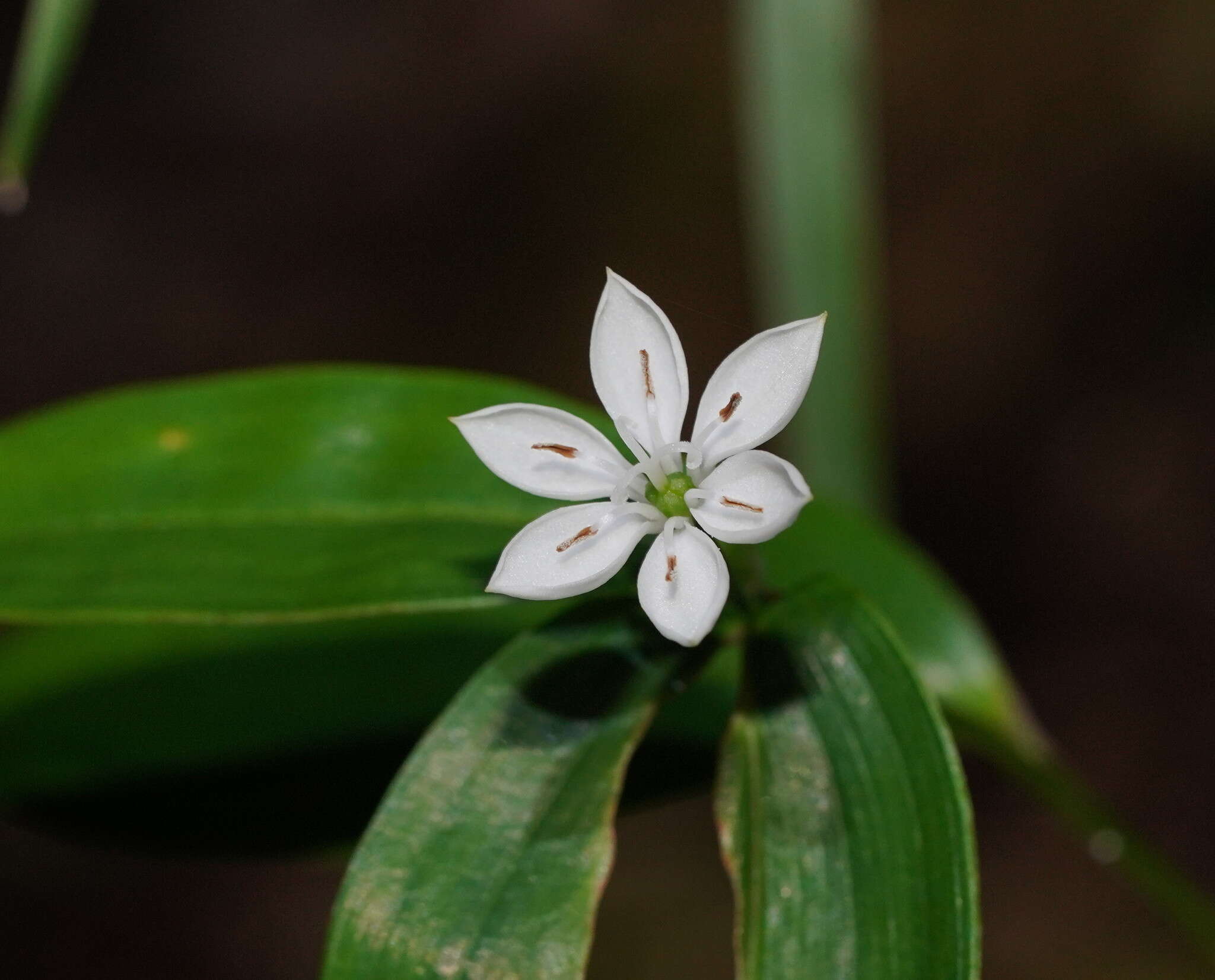 Image of Schelhammera multiflora R. Br.