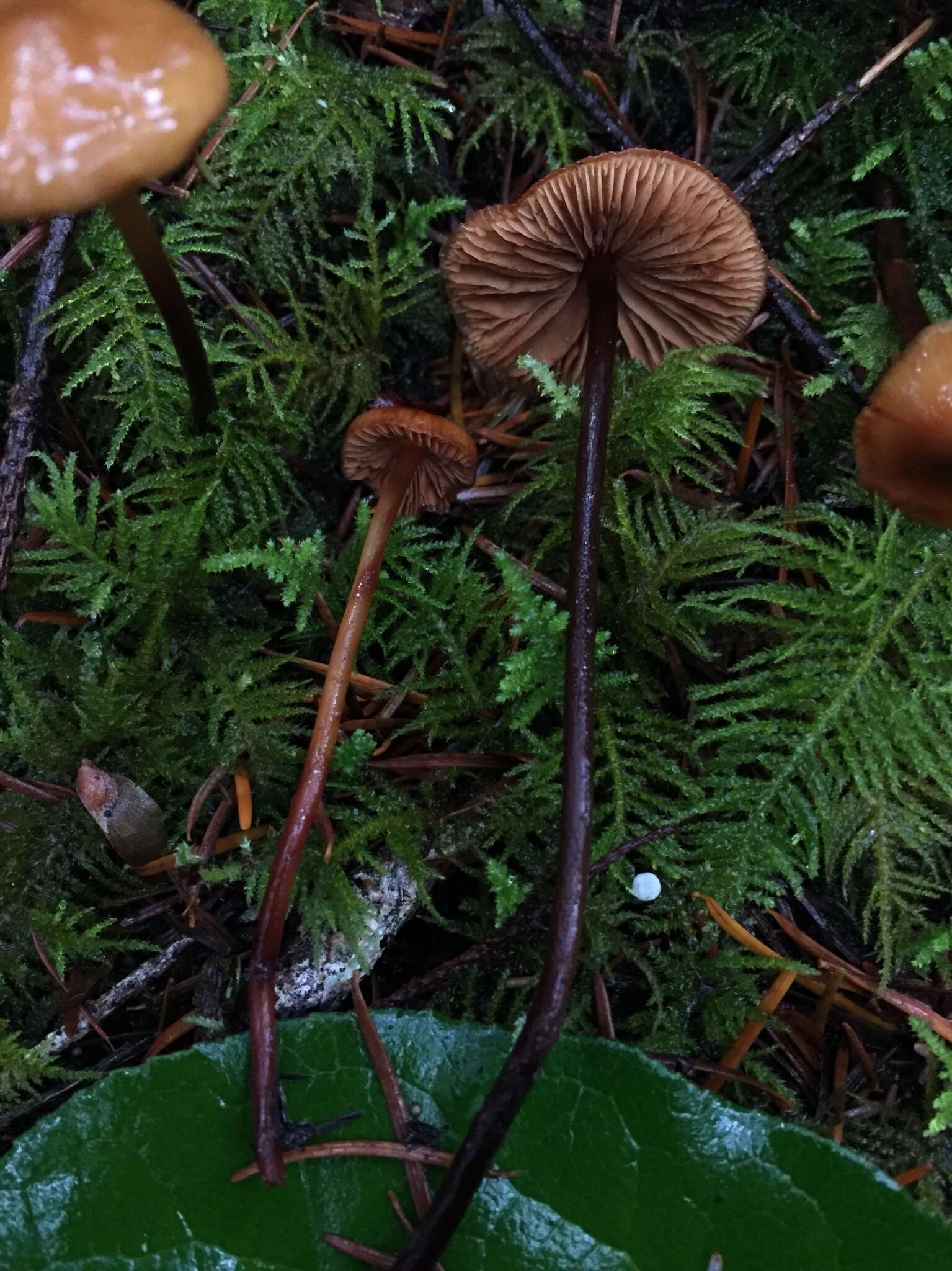 Image of Phaeocollybia attenuata (A. H. Sm.) Singer 1951