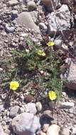 Image of sprawling needle sunrose