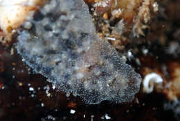 Image of Ascidian