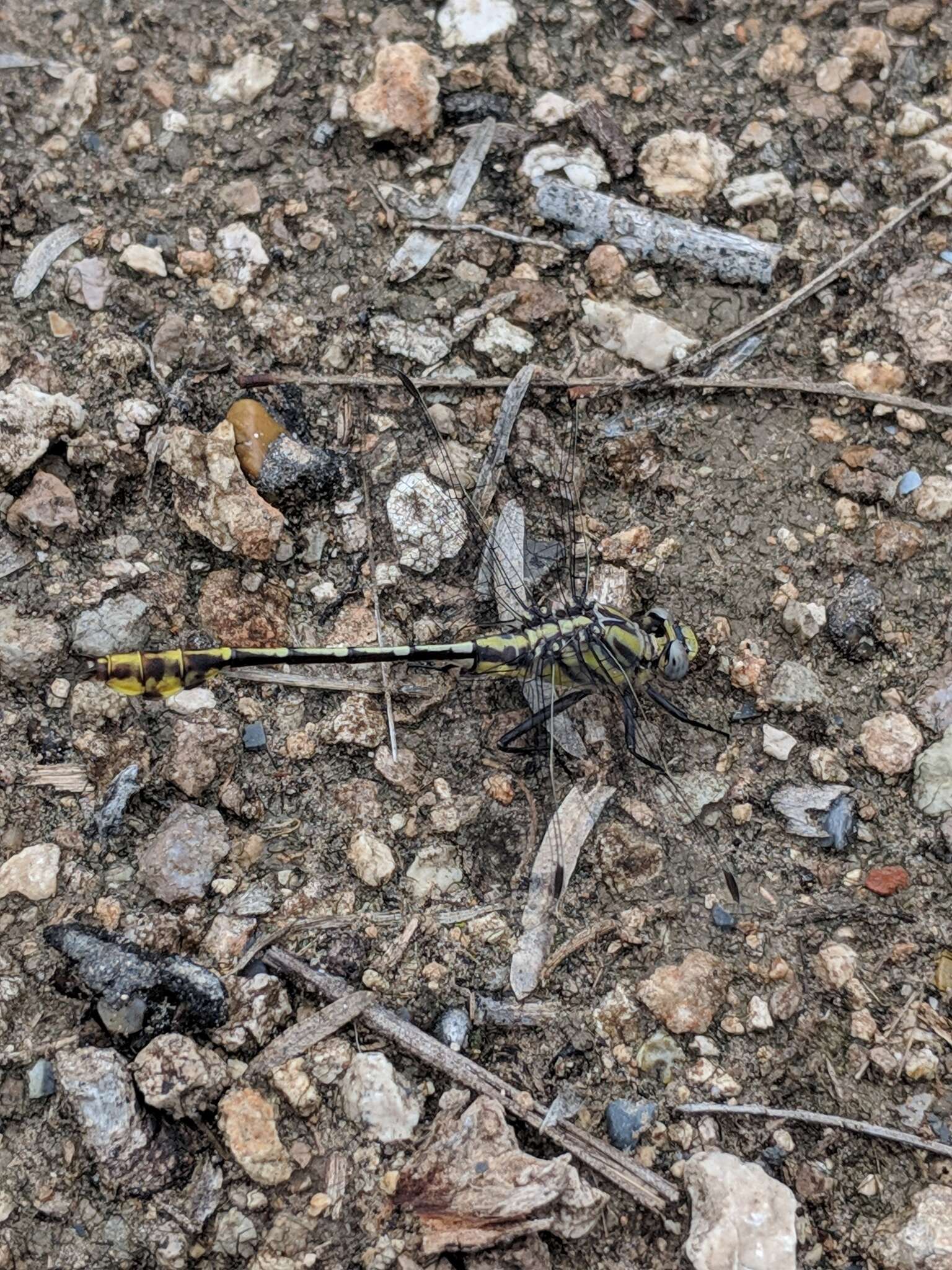 Image of Tamaulipan Clubtail