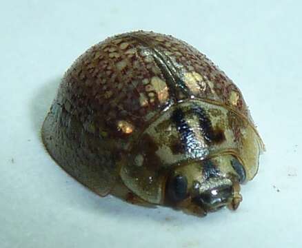 صورة <i>Paropsisterna decolorata</i>