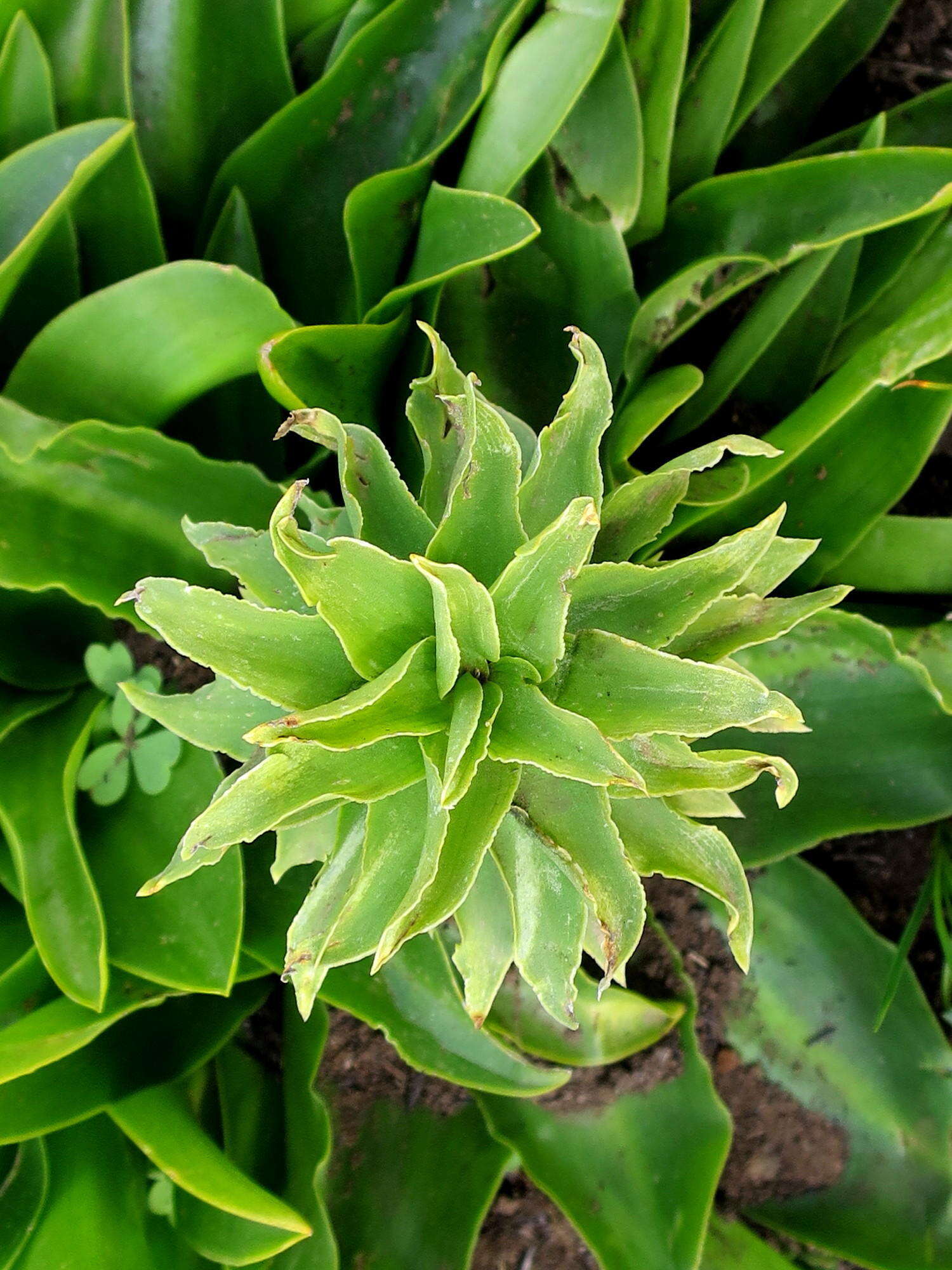 Imagem de Eucomis autumnalis subsp. autumnalis