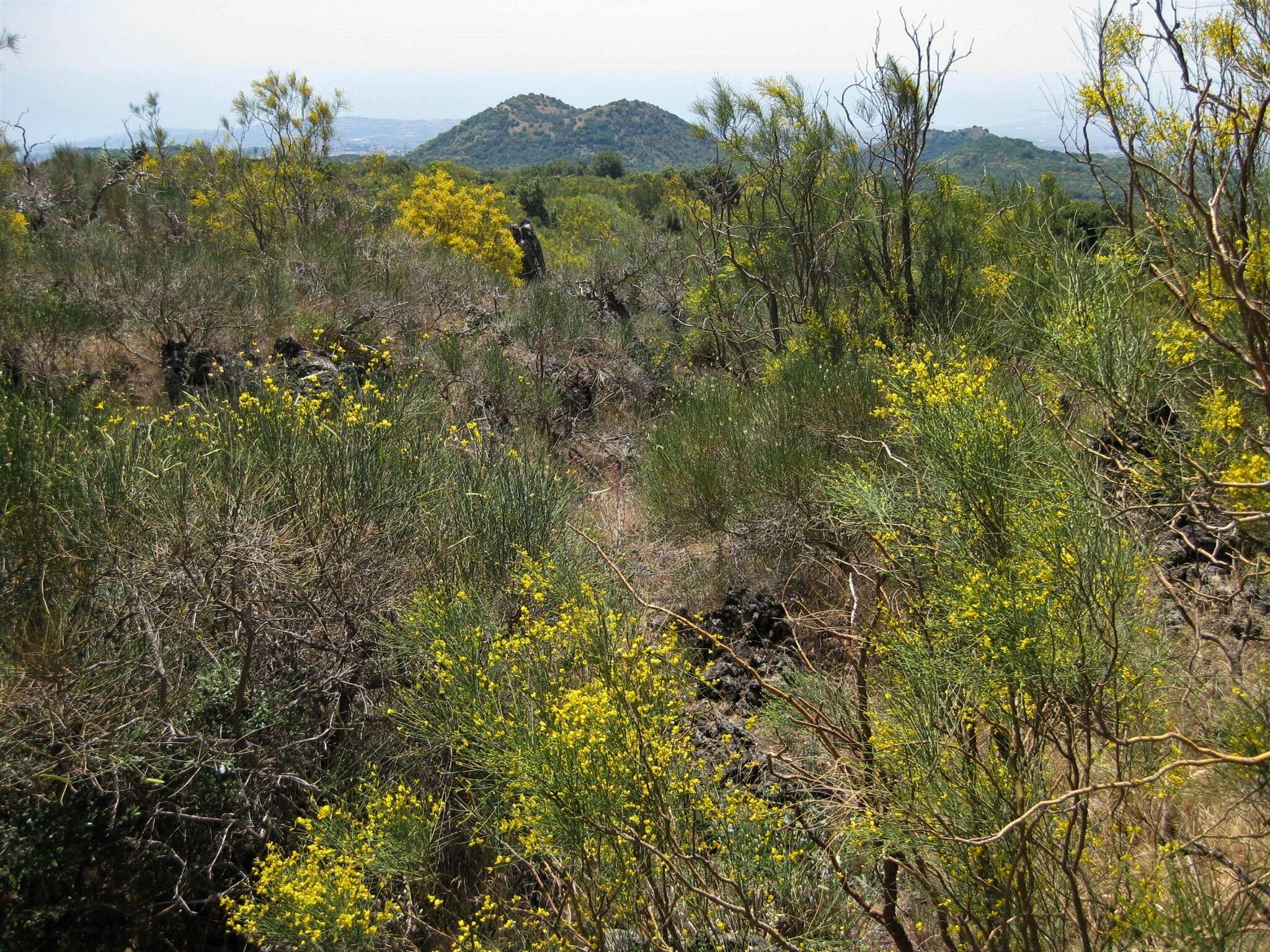 Image of Mt. Etna broom