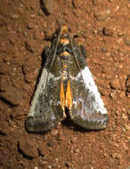 Pithyllis metachryseis Hampson 1906 resmi