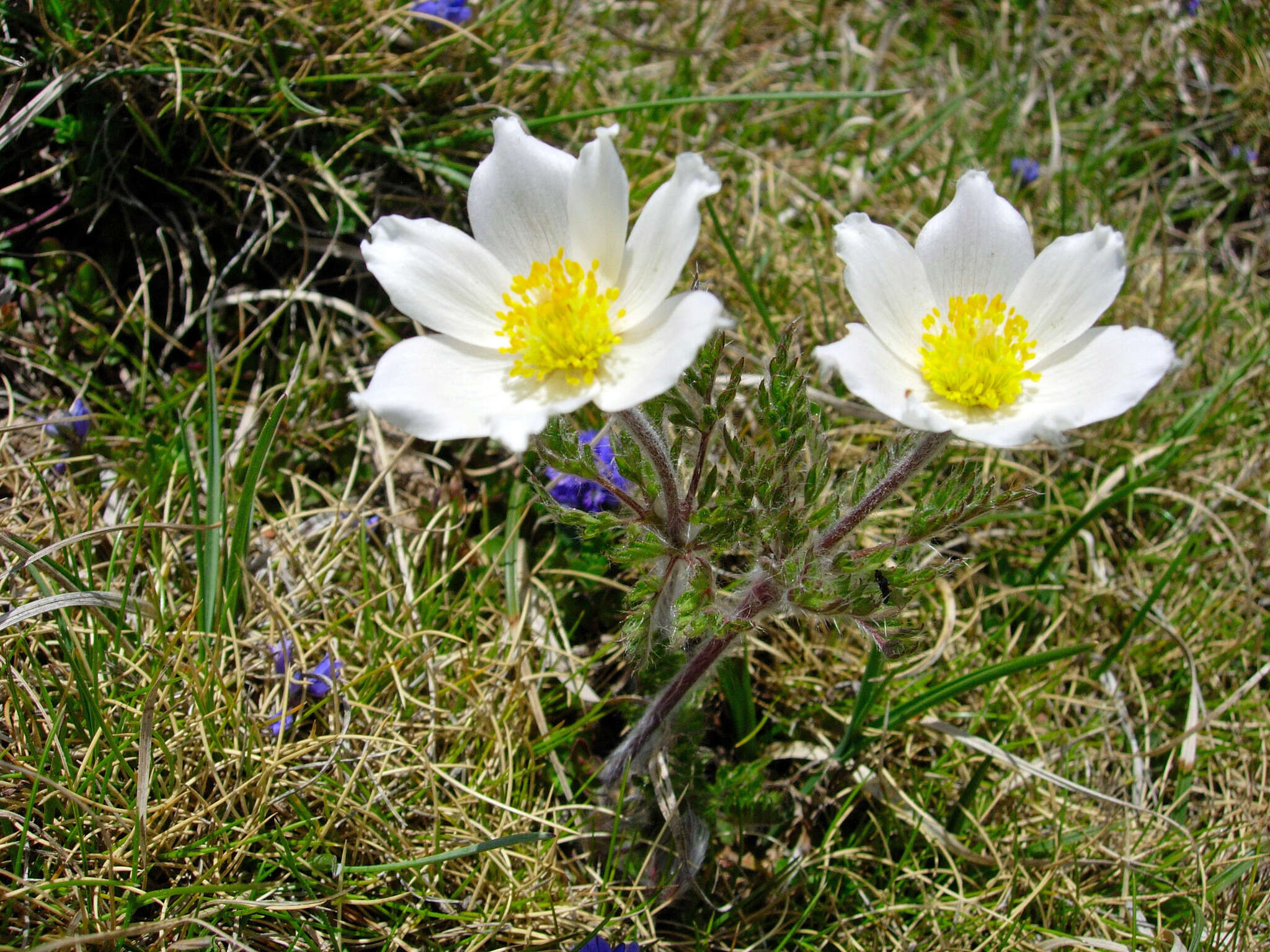 Image of Pulsatilla alpina subsp. font-queri Lainz & P. Monts.