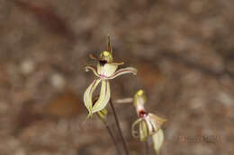 Sivun Caladenia brevisura Hopper & A. P. Br. kuva